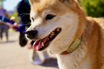 What’s The Bite Force of a Shiba Inu & Does