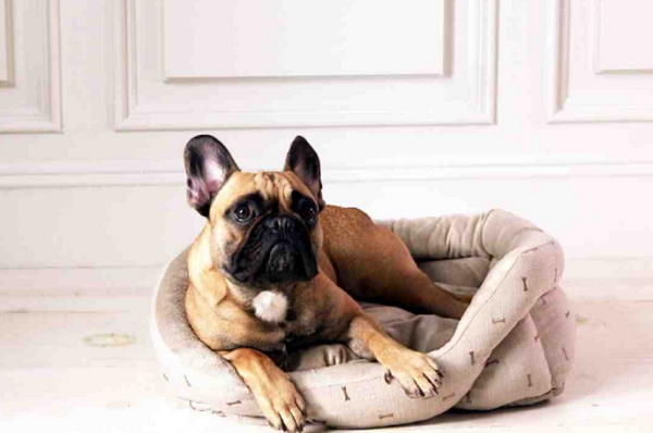4 Ways to Protect Your Pets at Home