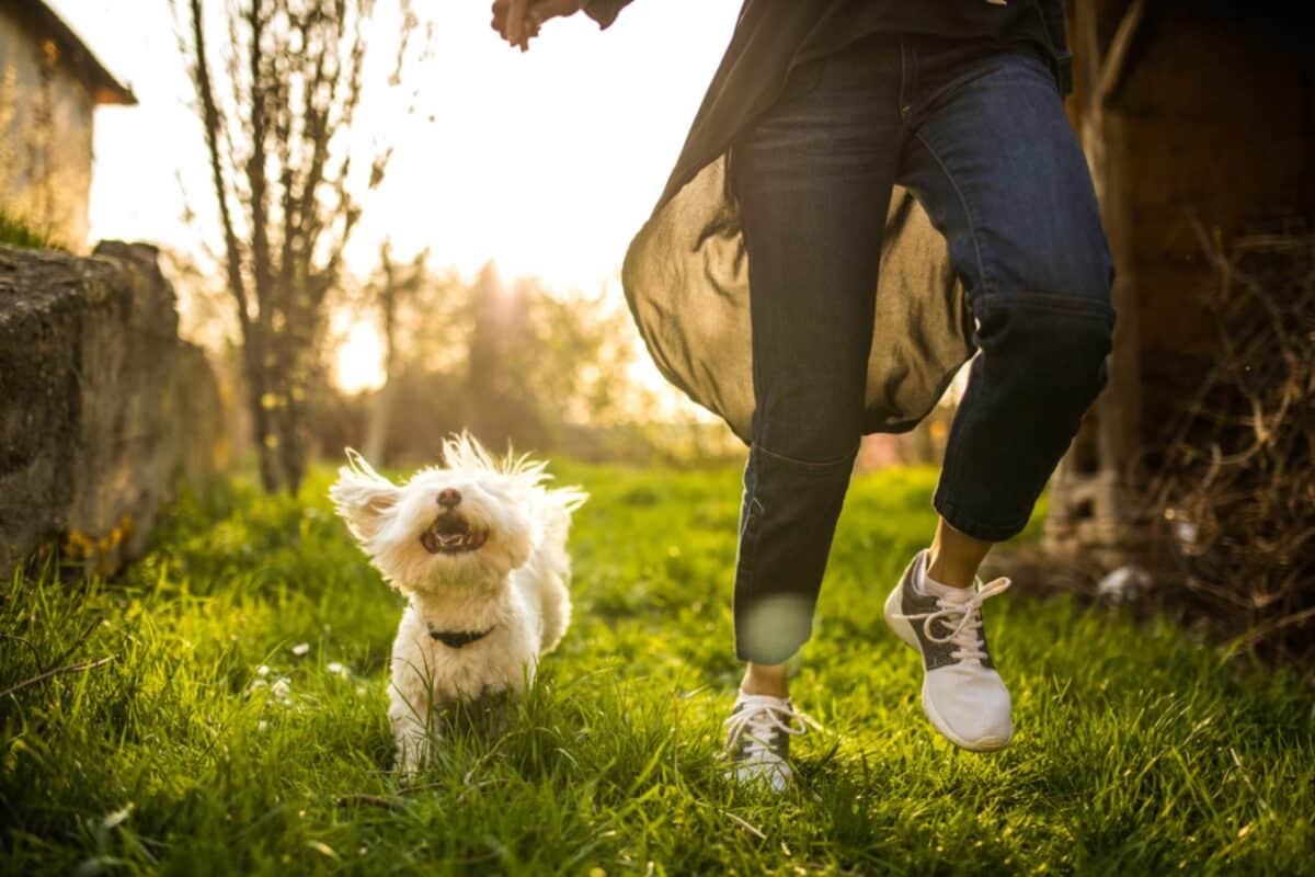 7 Tips For Keeping ‘Pup’ With Your Dogs Wellness