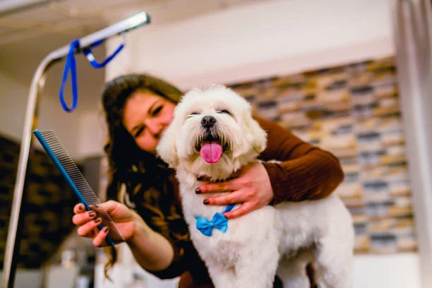 8 Best Pet Grooming Tools Recommended For Professionals
