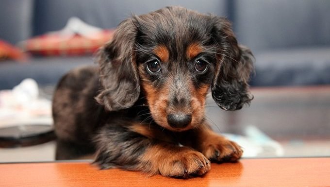 cute dachshund puppy