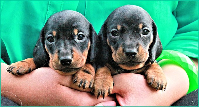 two dachshund puppies held by owner