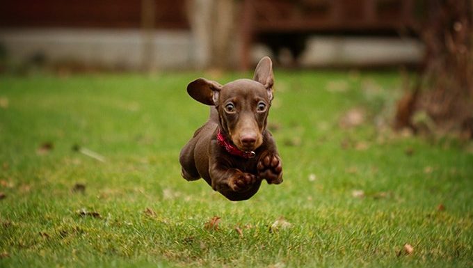 Dachshund puppy jumping