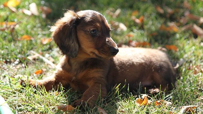 Dachshund puppy on the grass