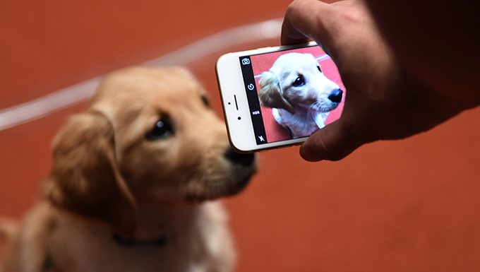 golden retriever puppy gets picture taken