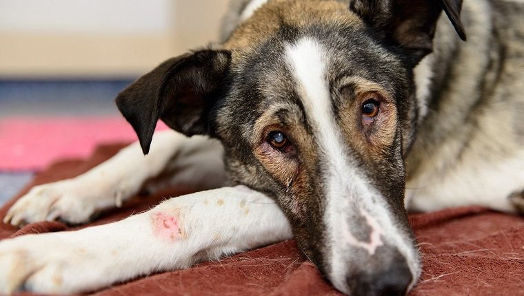 sick wounded homeless dog gets help in a veterinary clinic