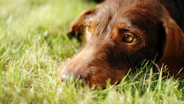 Flat-Coated Retriever Lying On Grassy Field