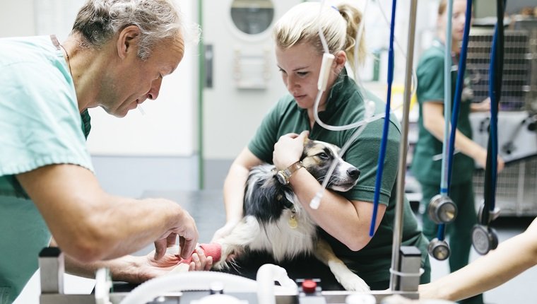 A Veterinary Surgeon administering anaesthetic to a dog prior to surgery in a Veterinary Hospital