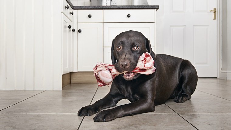 Chocolate Labrador with big Bone
