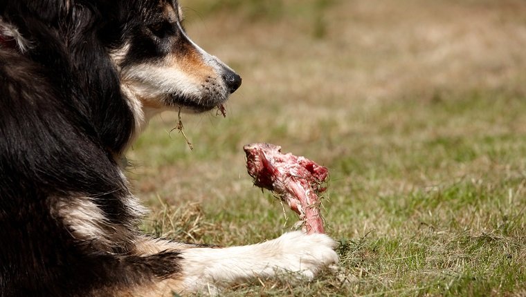Border collie gnawing on raw meat bone