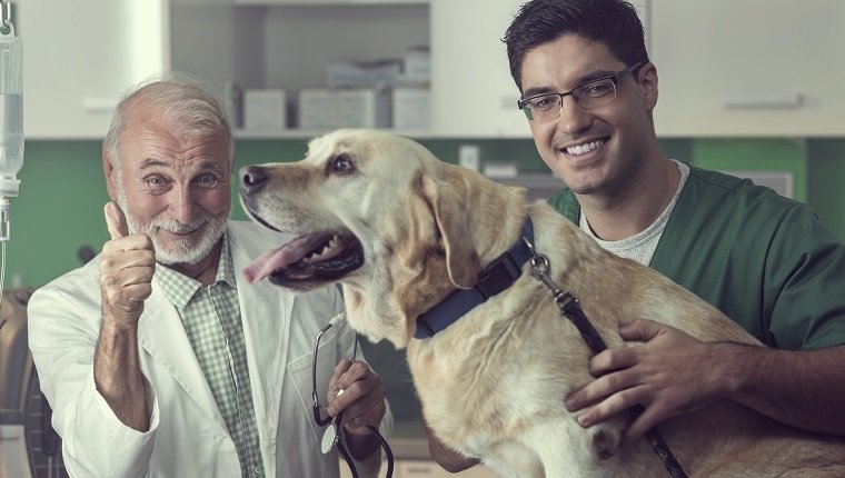 Young and senior veterinarian examining a Labrador dog together.