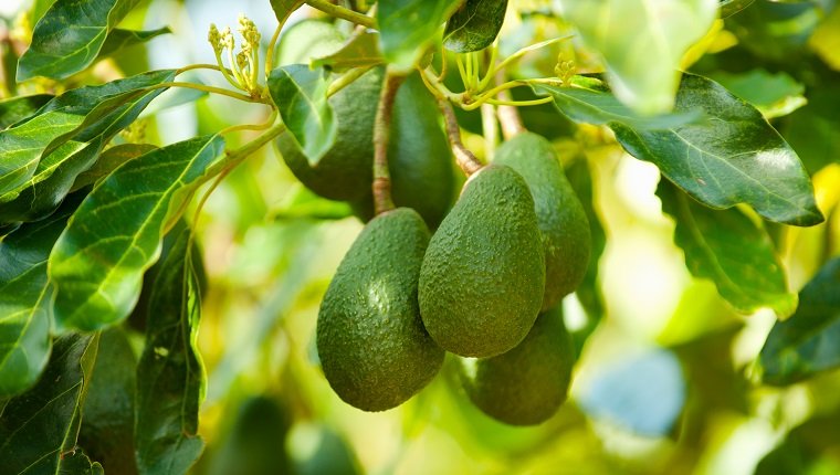 Avocados on a tree, Santa Paula, Ventura County, California, USA