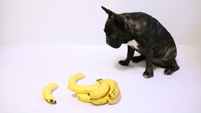 Photo with French Bulldog and banana on white background