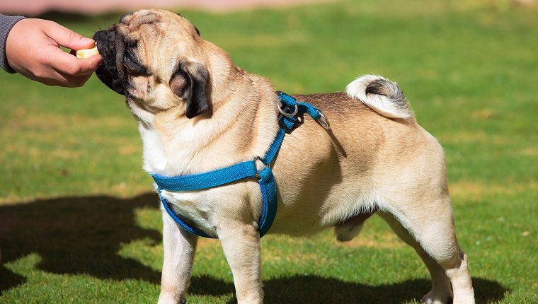 Dog Pug with pleasure eats Banana, on green grass