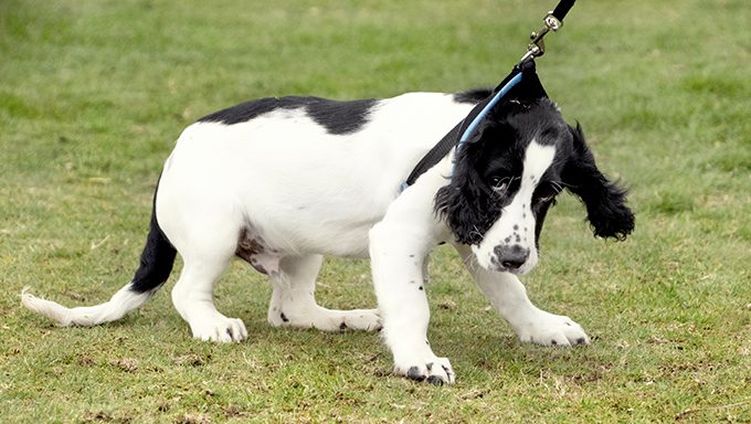 stubborn puppy on leash