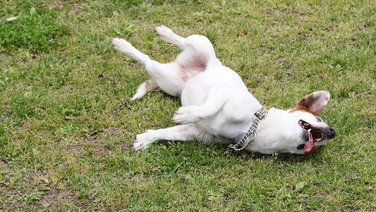 dog on grass