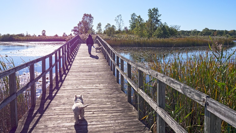 The Crosswinds Marsh in New Boston Michigan. Early October afternoon with the blue sky and cool breeze. Walking with two West Highland terrier dogs on one of the wooden bridges.