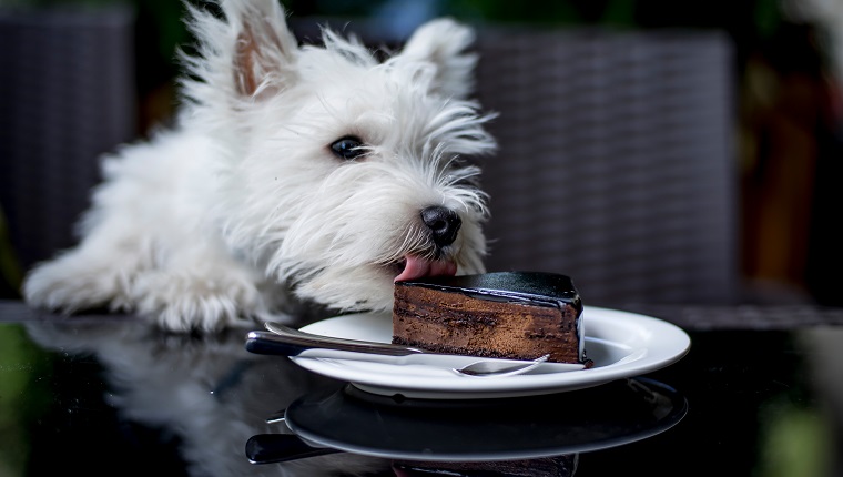 Close-Up Of West Highland White Terrier Licking Cake At Restaurant