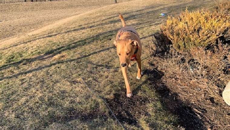 Archer in backyard with harness