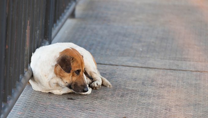 lost dog on the street