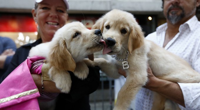 two golden retriever puppies kiss