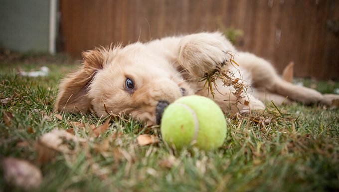 Puppy reaches for tennis ball