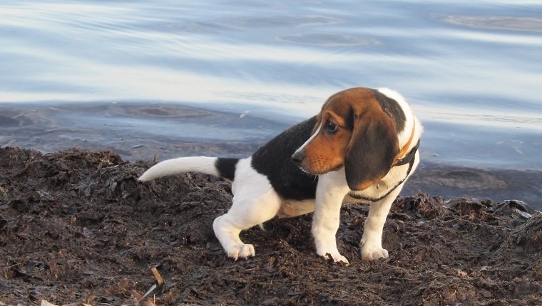 Cute female beagle puppy looking around anxiously, while relieving herself by the sea. There are visible sand particles on the puppy's fur.