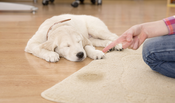 Golden retriever puppy looking guilty from his punishment