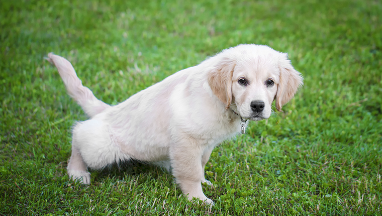 Puppy makes for the first time in the garden