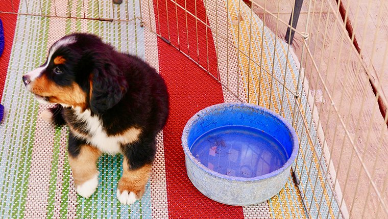 Healthy Bernese Mountain Dog Puppies for sale in outdoor playpen