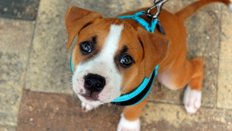 A young pit bull puppy wearing a blue harness.