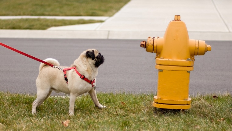 Here is a pug dog looking longingly at a fire hydrant.