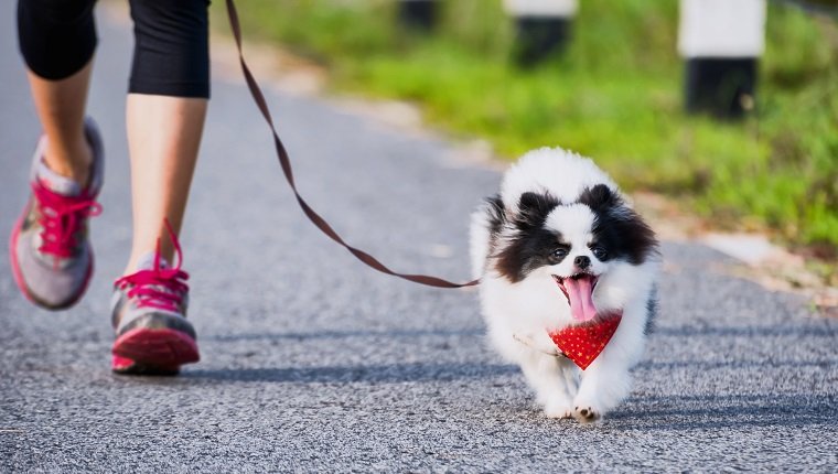 pomeranian dog running exercise on the street park in the morning.