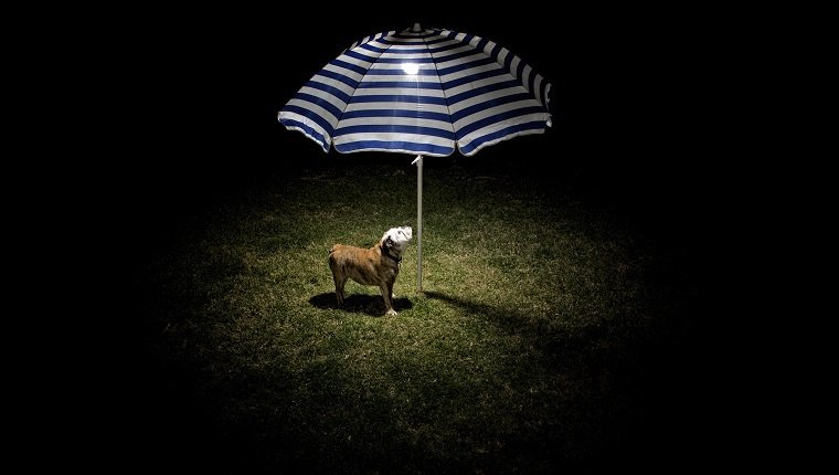 An English Bulldog puppy under the light below a beach umbrella.