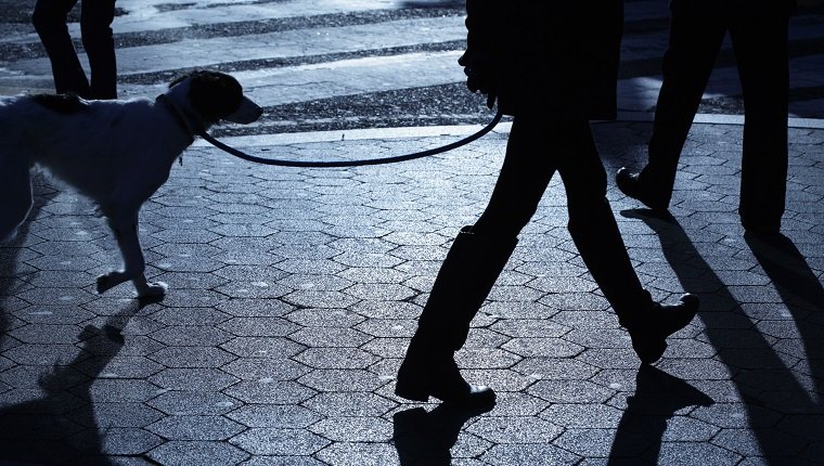 People dog walking in blue night shadows