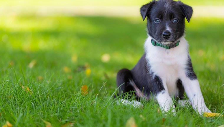 Lovely smart puppy Border Collie nature, training, agility.