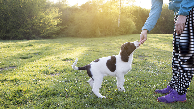 A woman is training her puppy on a field at sunset.