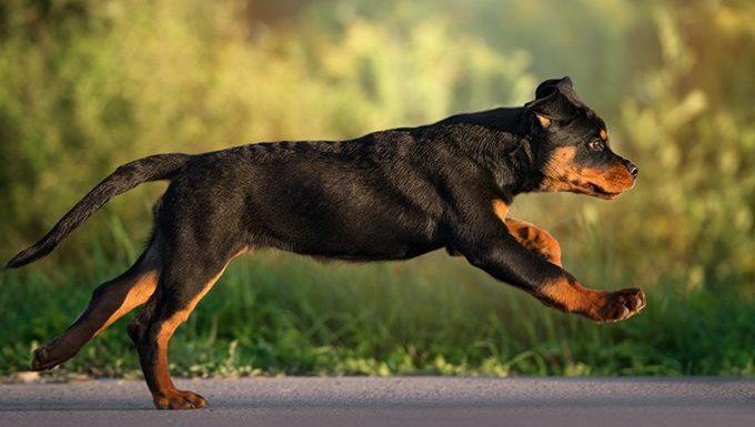 rottweiler puppy running