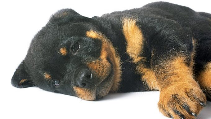 rottweiler puppy lying down