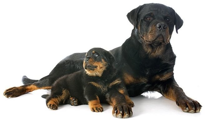 rottwieler puppy and mother