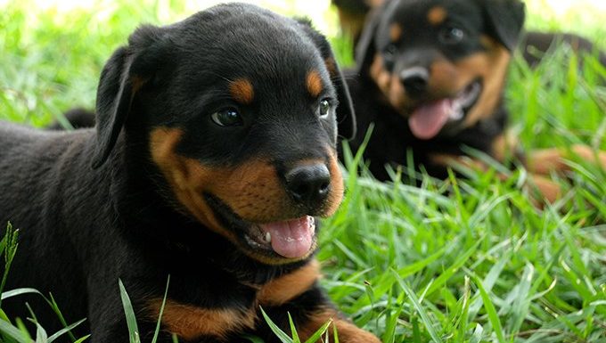 rottweiler puppies lying in the grass