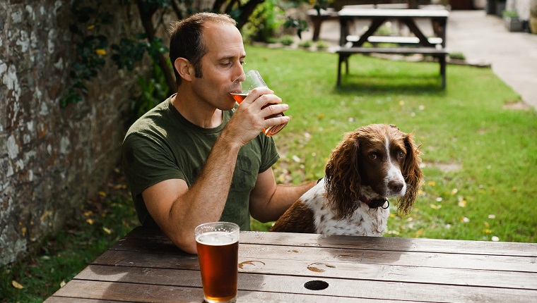 Man sitting in pub garden with Spaniel dog drinking pint of beer.
