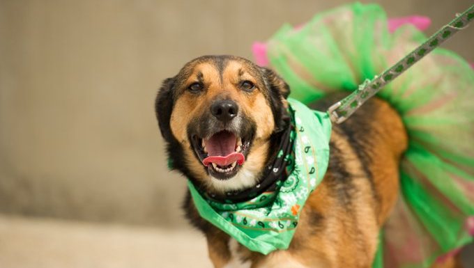 dog with st. patricks day bandanna and skirt