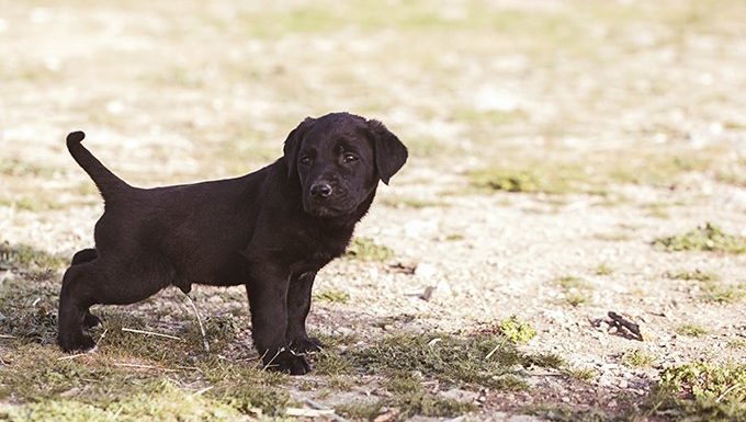 puppy peeing