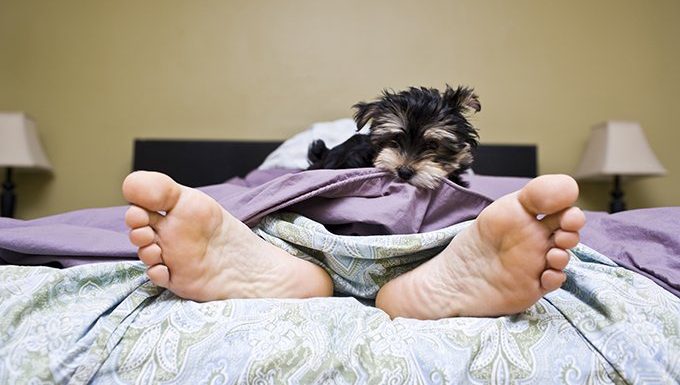 puppy pulls blanket off humans feet
