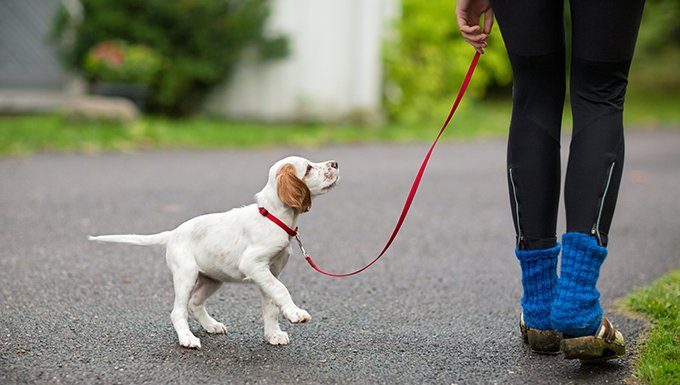 puppy on leash