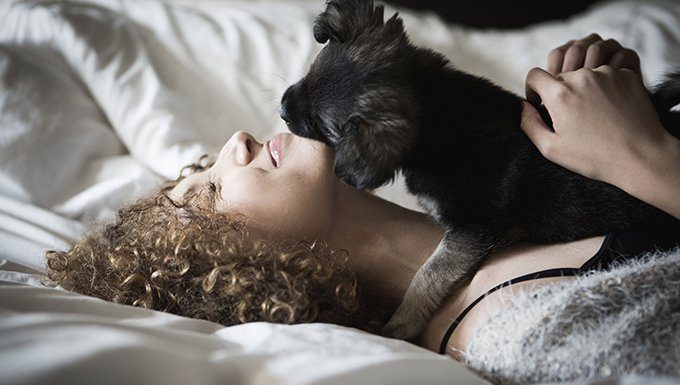 puppy licks humans face in bed