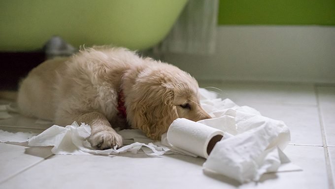 puppy chews toilet paper