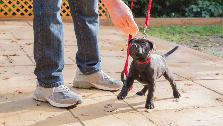 A cute black Staffordshire bull terrier puppy with a red collar and red leash, standing on three legs, being trained by a man in jeans and trainers holding a treat for the puppy.