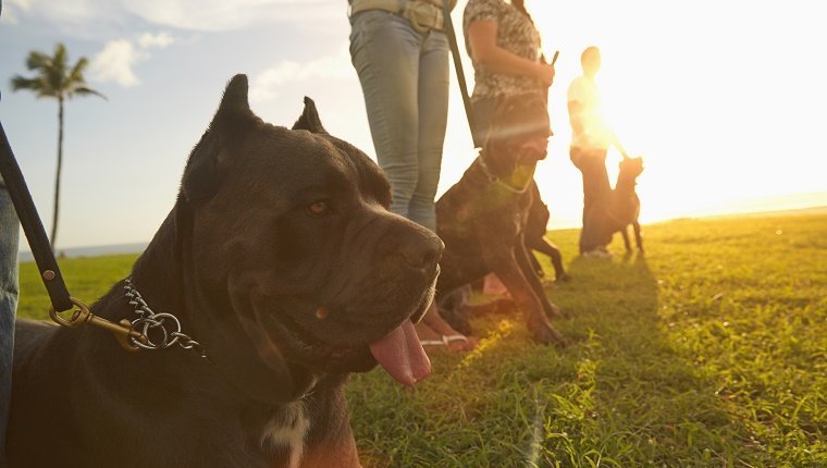 Owners training dogs in field